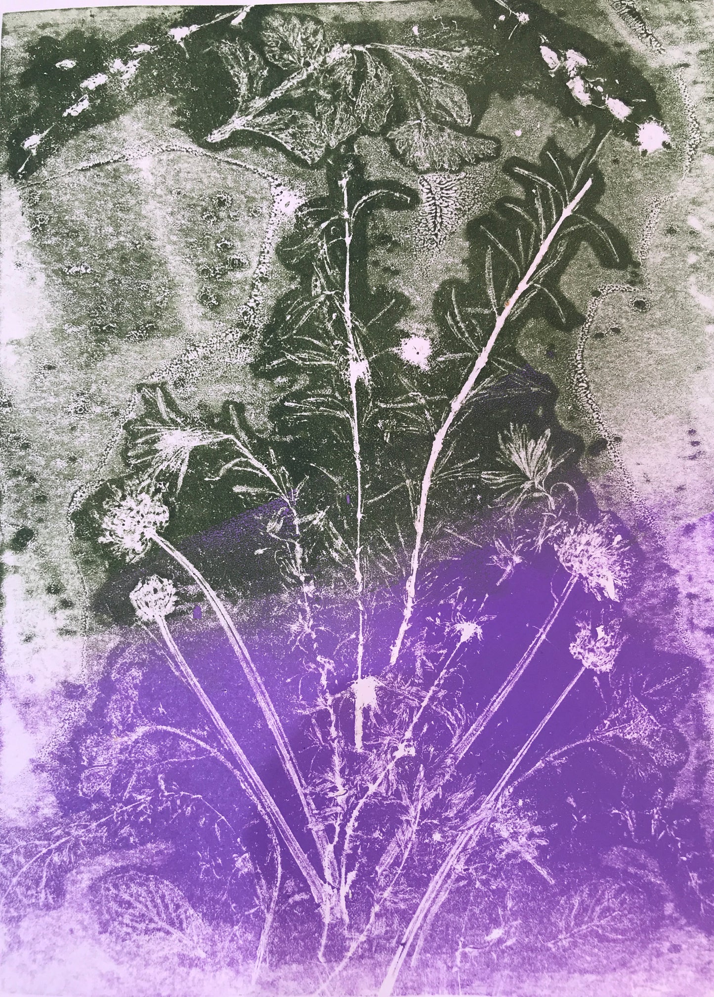 Herbs of Grace