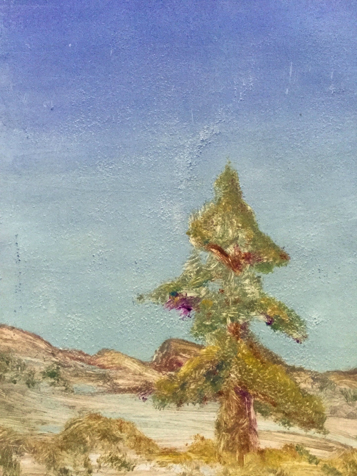 Lone Fir